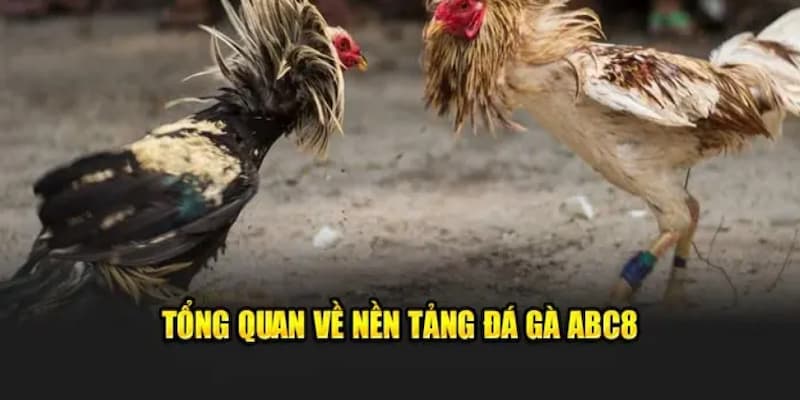 Tổng quan về nền tảng đá gà abc8