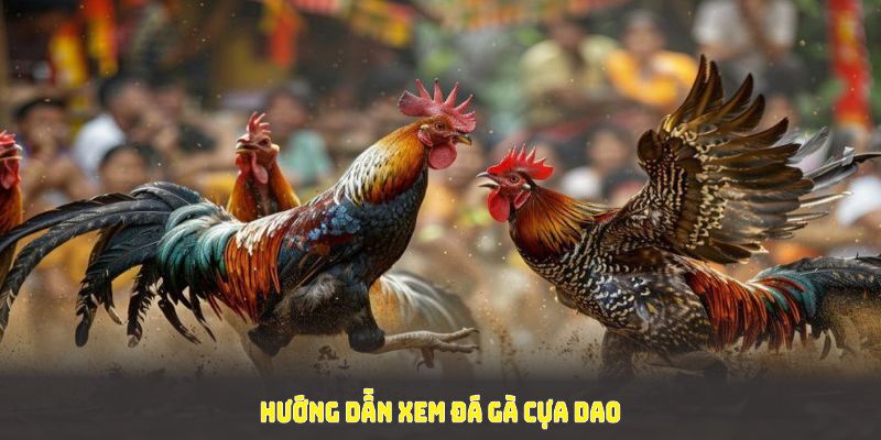 Hướng dẫn xem đá gà cựa dao