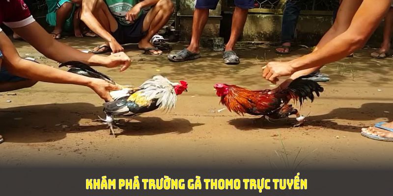 Khám phá trường gà thomo trực tuyến