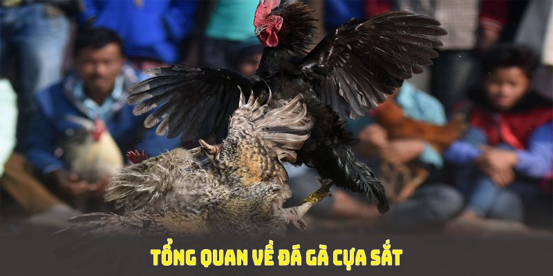 Tổng quan về đá gà cựa sắt